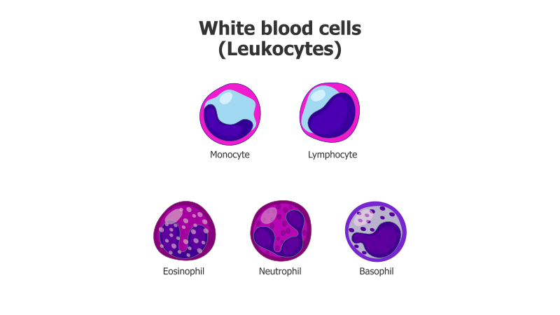 5-Part White Blood Cell Diagram