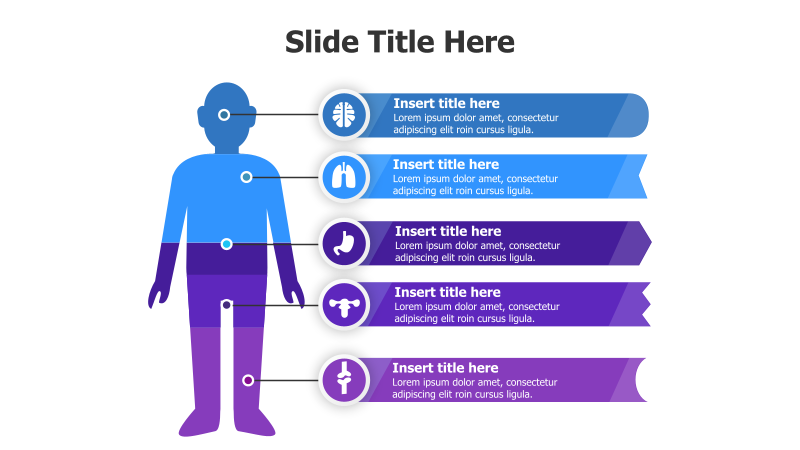 5-Point Human Body Infographic