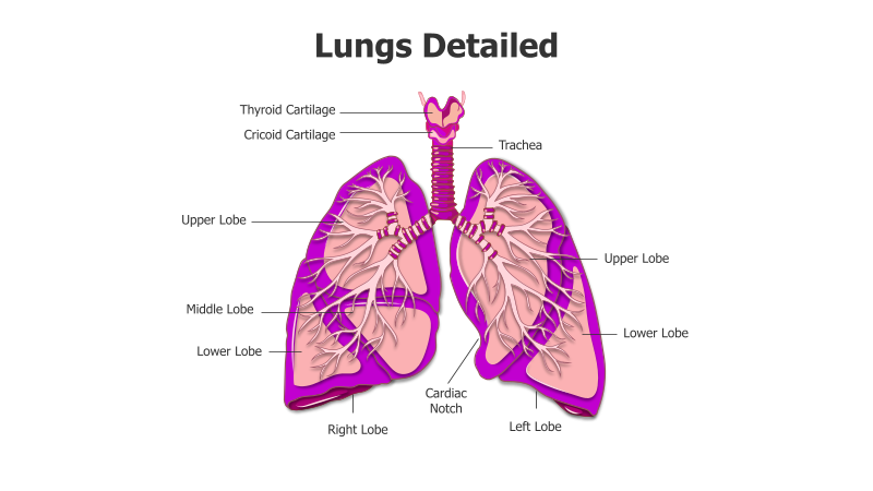 Human Lungs Anatomy