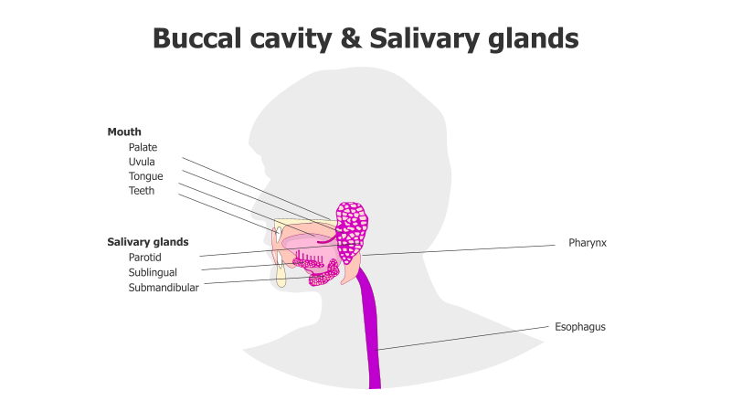 Buccal Cavity & Salivary Glands Anatomy