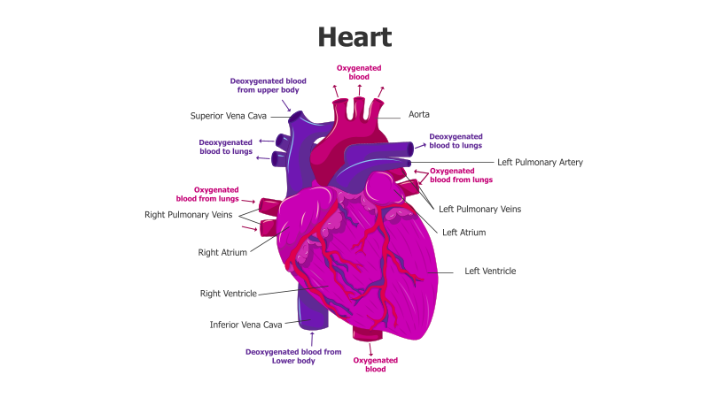 Human Heart Anatomy