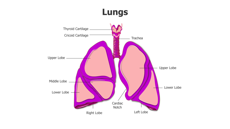 Human Lungs Anatomy