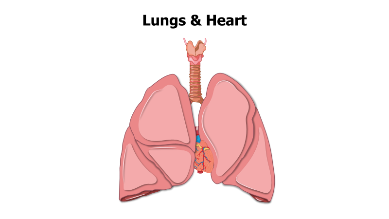 Human Lungs and Heart Diagram