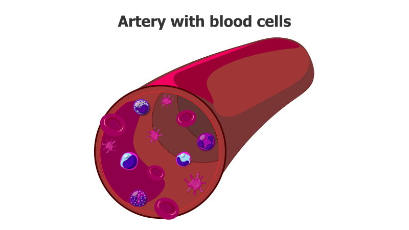 Artery Blood Cell Illustration