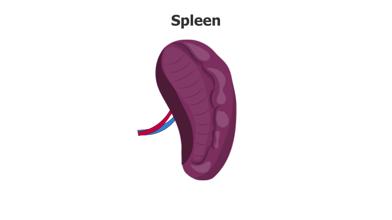 Spleen Anatomy Illustration