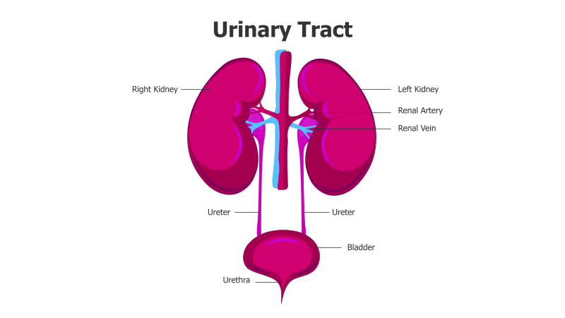 Urinary Tract Anatomy Diagram