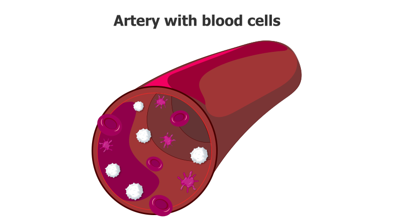 Artery with Blood Cells Illustration