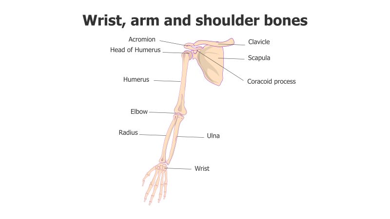 Human Arm and Shoulder Anatomy