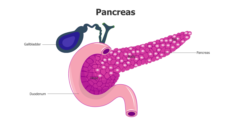 Pancreas Anatomy Illustration