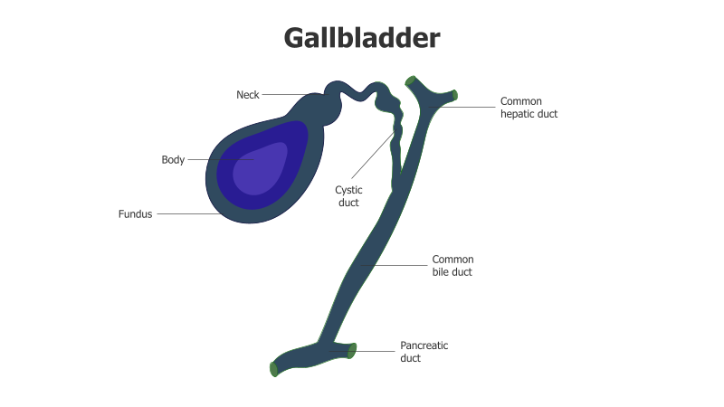 Gallbladder Anatomy Diagram