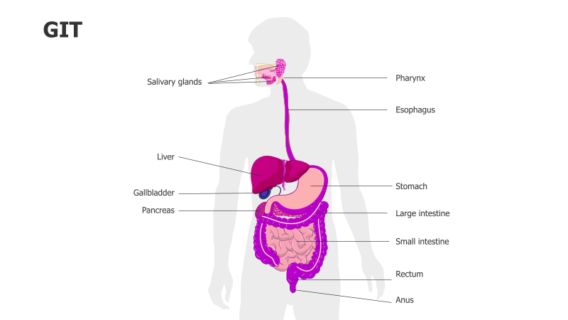 Human Gastrointestinal Tract Anatomy