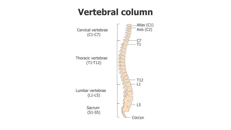 Vertebral Column Anatomy