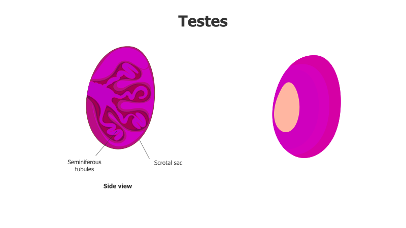 Testes Anatomy Illustration