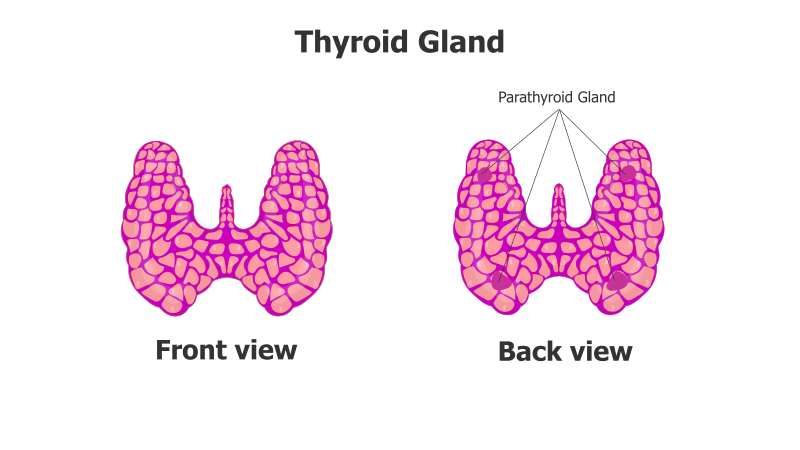 Thyroid-Parathyroid Gland Anatomy