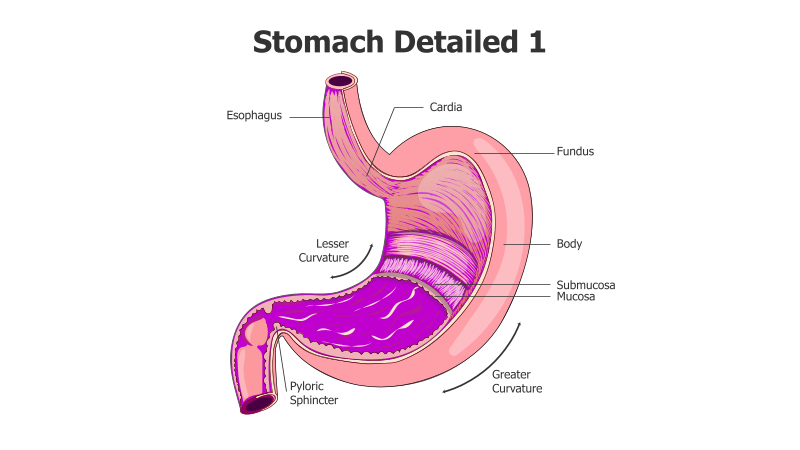 Stomach Anatomy Detailed View