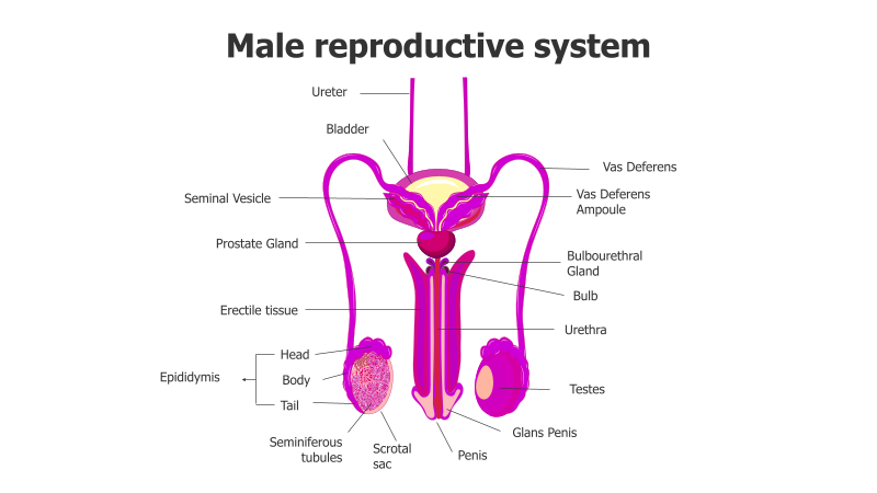 Male Reproductive System Diagram