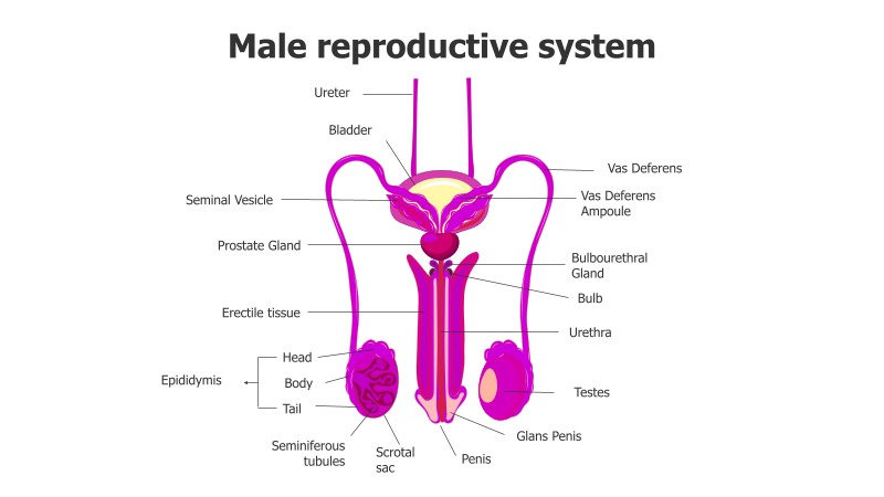 Male Reproductive System Diagram