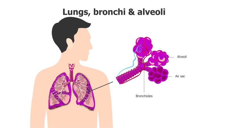 Human Respiratory System Anatomy