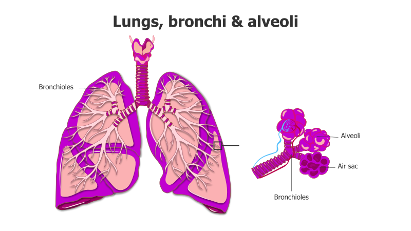 Human Respiratory System Diagram