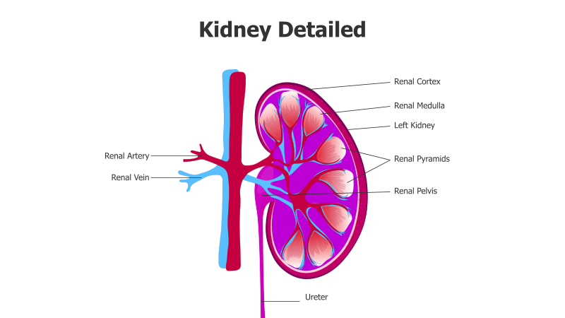 Kidney Anatomy Detailed Diagram