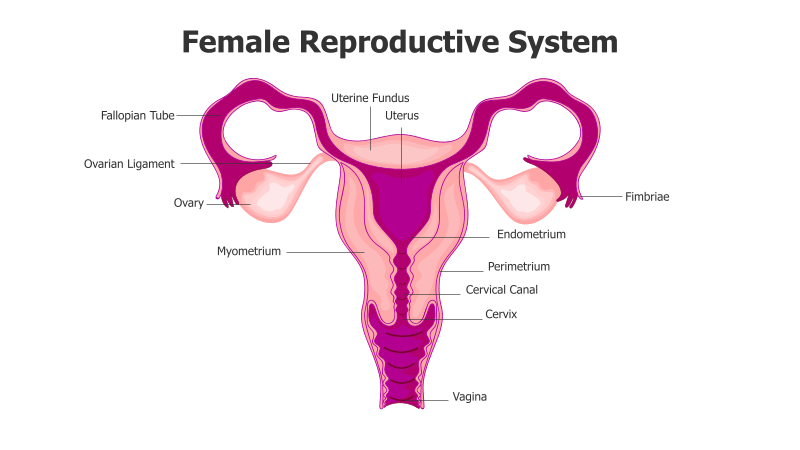 Female Reproductive System Anatomy