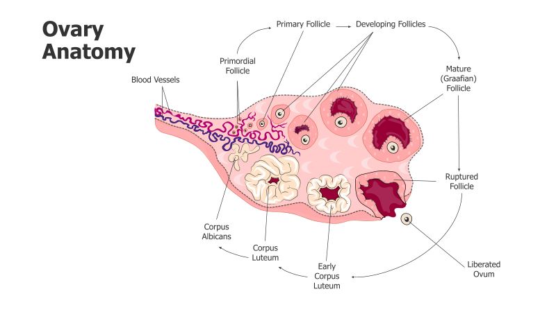 Ovary Follicle Development Diagram