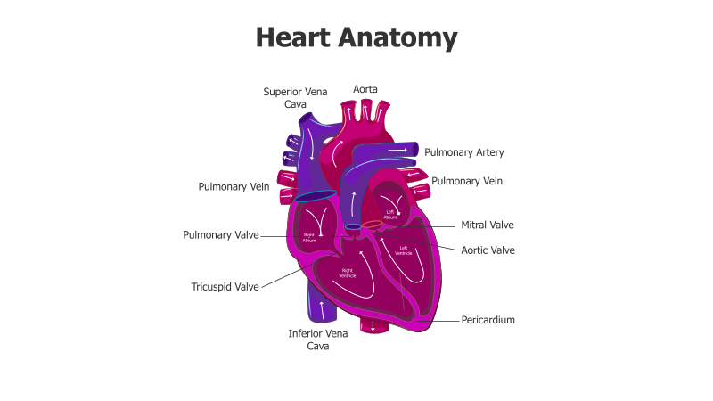 Heart Anatomy Diagram