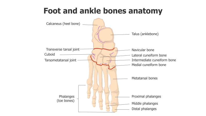 Foot and Ankle Bone Anatomy Diagram