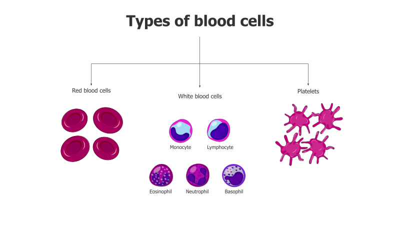 Blood Cell Types Illustration