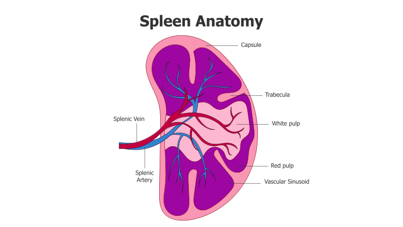 Spleen Anatomy Diagram