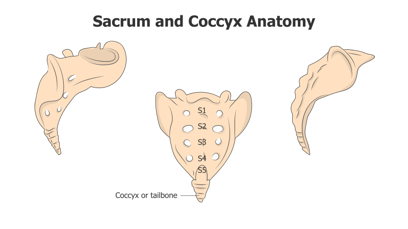 Sacrum and Coccyx Anatomy Illustration