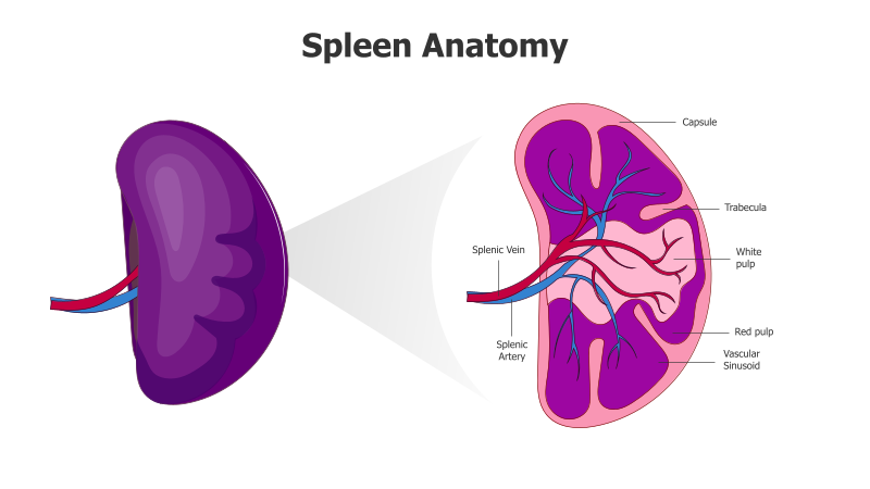Spleen Anatomy Diagram