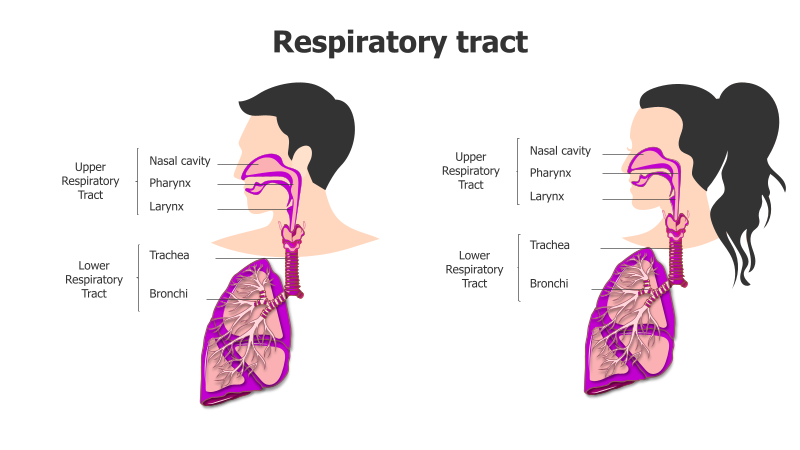 Human Respiratory System Diagram