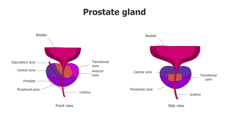 Prostate Gland Anatomy