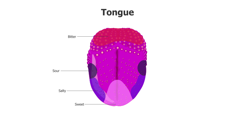 Tongue Taste Map