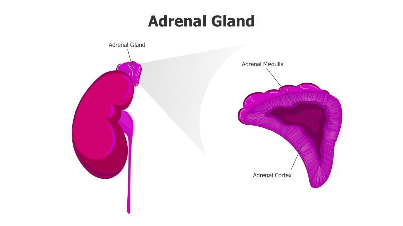Adrenal Gland Anatomy