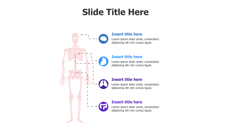 Skeleton Anatomy Infographic
