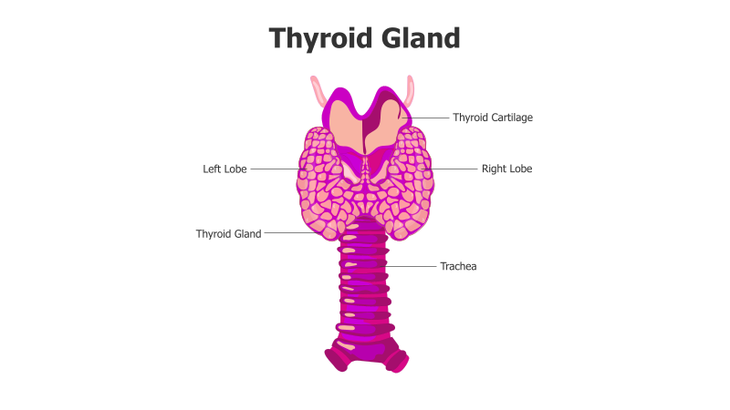 Thyroid Gland Anatomy Illustration