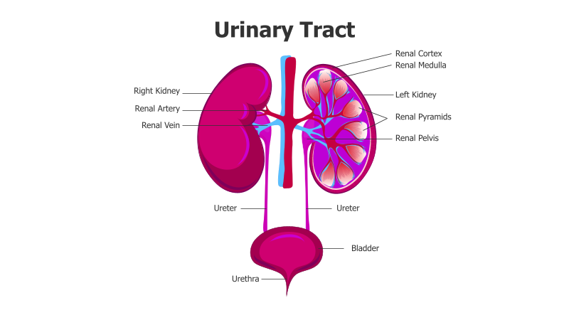 Urinary Tract Anatomy
