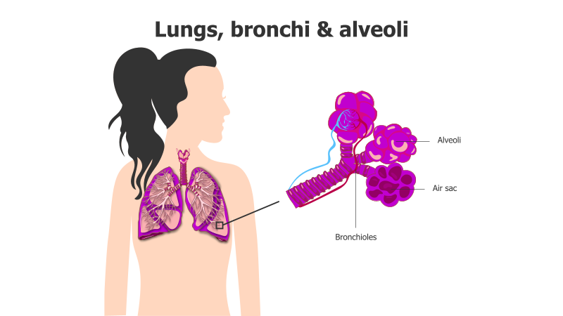 Human Respiratory System Anatomy