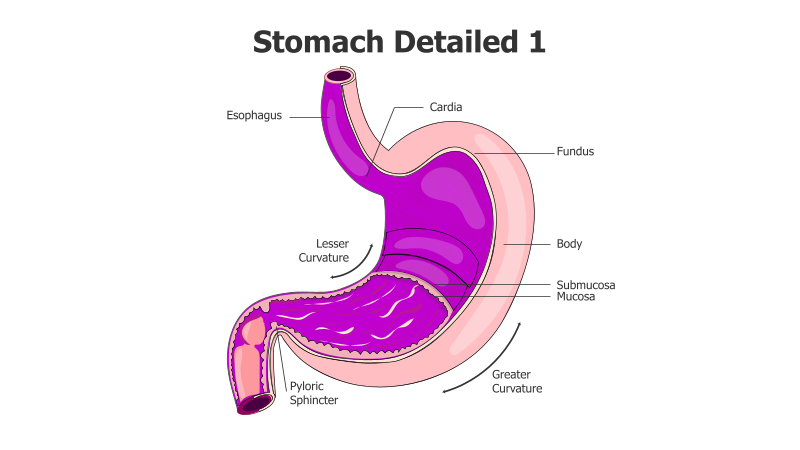 Stomach Anatomy Diagram