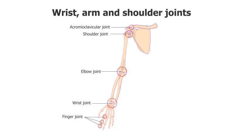 Arm and Shoulder Joint Anatomy