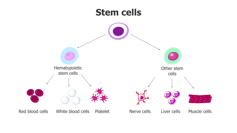 Stem Cell Differentiation Diagram