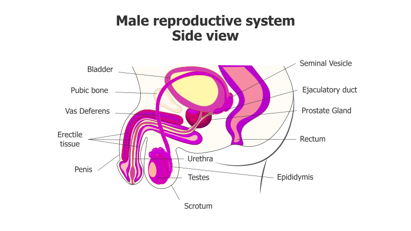Male Reproductive System Anatomy