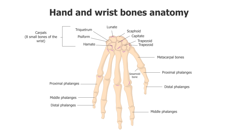 Hand and Wrist Bone Anatomy Diagram
