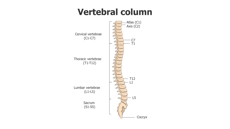 Vertebral Column Anatomy