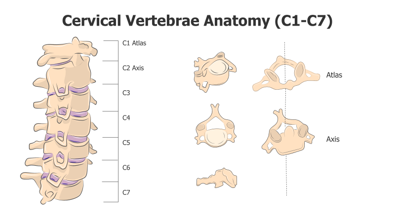 Cervical Vertebrae Anatomy Diagram