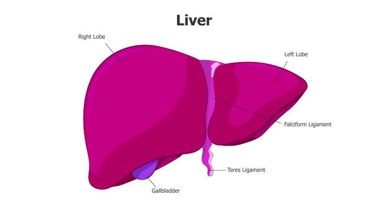Liver Anatomy Diagram
