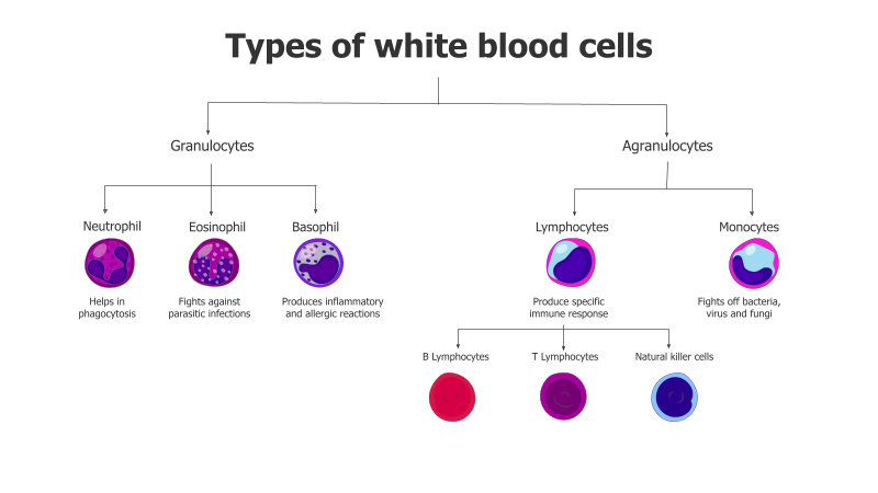 White Blood Cell Classification Diagram