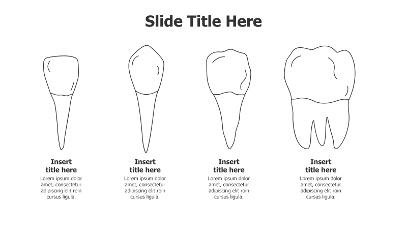 4-Stage Tooth Development Infographic